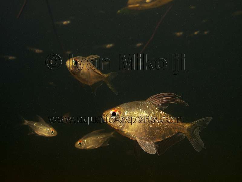 AQUARIUM FISH 79